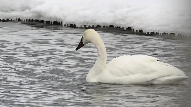 Tundra Swan (Whistling) - ML479714