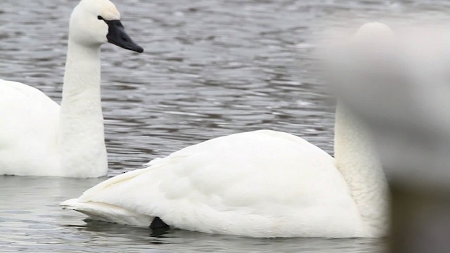 Tundra Swan (Whistling) - ML479718