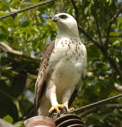 Sulawesi Hawk-Eagle - ML479718361