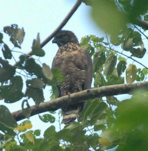 Sulawesi Hawk-Eagle - ML479718371