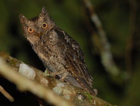 Sulawesi Scops-Owl - ML479718691