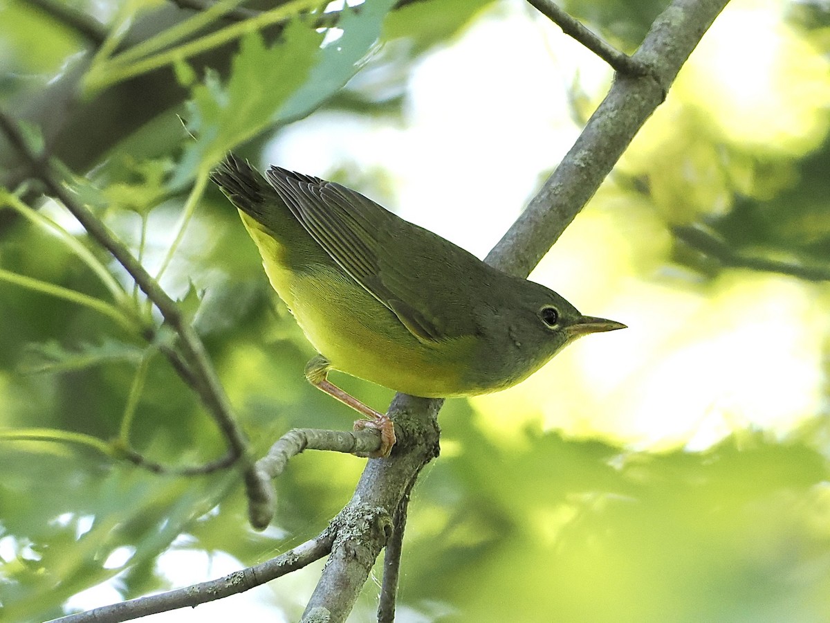 Mourning Warbler - Bobby Wilcox