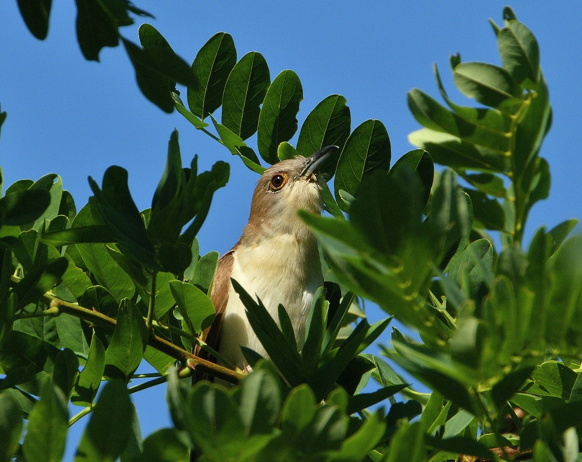 eBird Checklist - 30 Aug 2022 - Lake Park (general) - 32 species