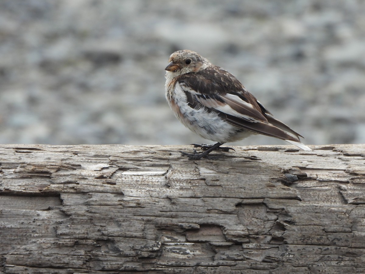 Snow Bunting - Palm Warbler