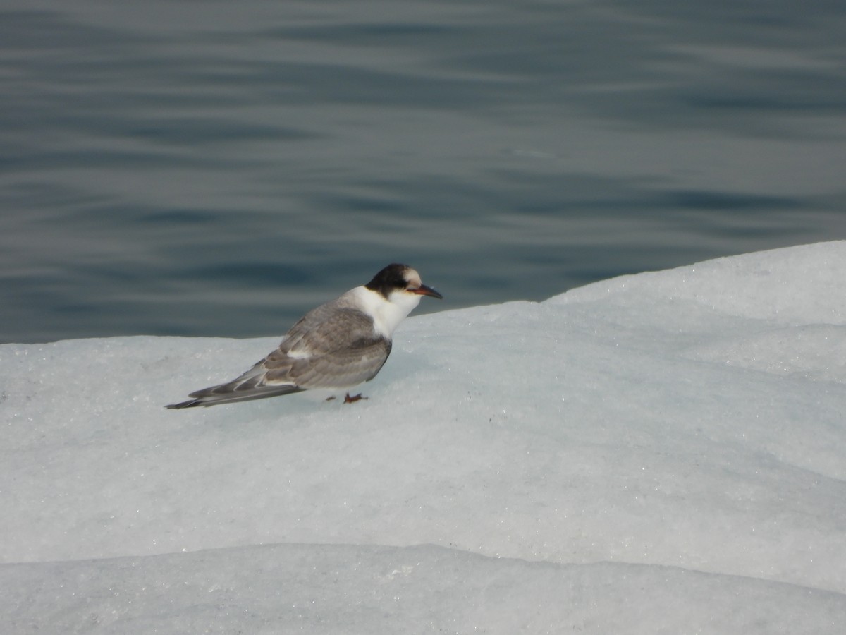 Arctic Tern - ML479722591