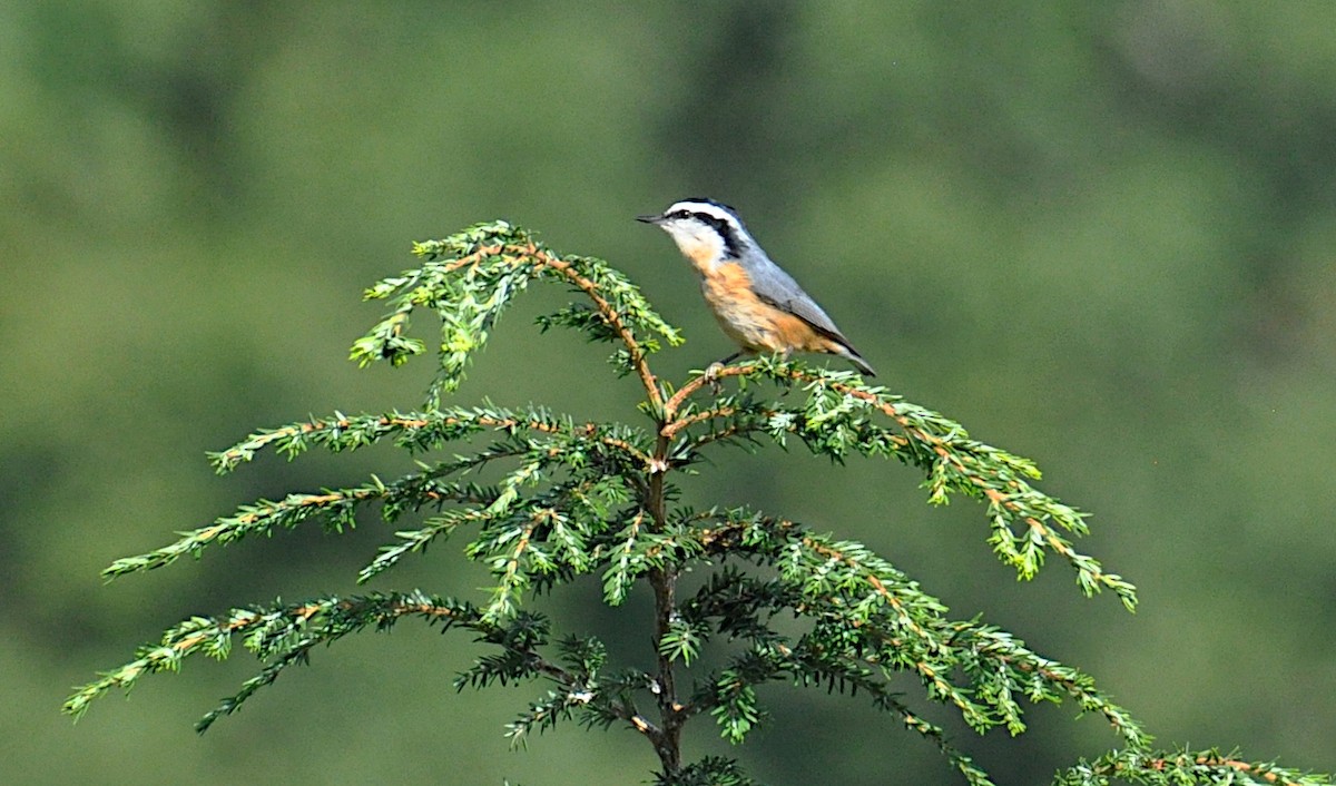Red-breasted Nuthatch - ML479723701