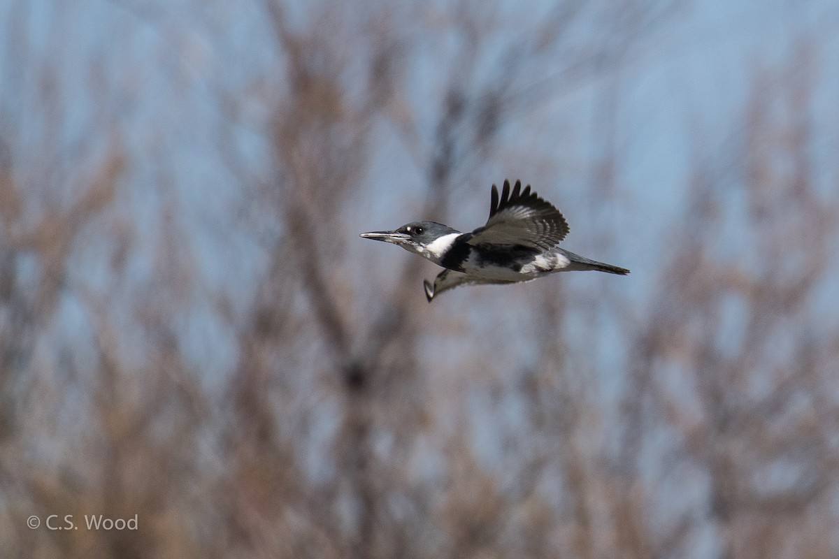 Belted Kingfisher - ML47972371