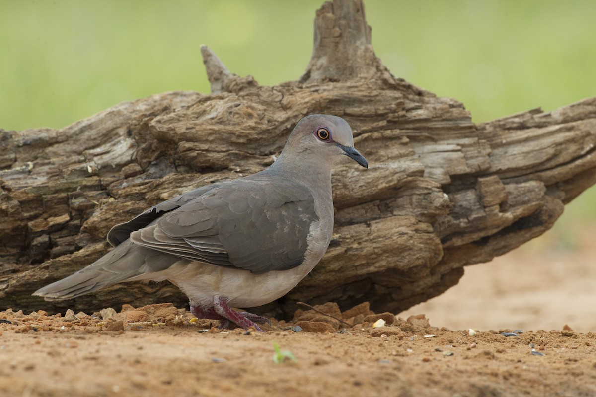White-tipped Dove - Jeffrey Moore