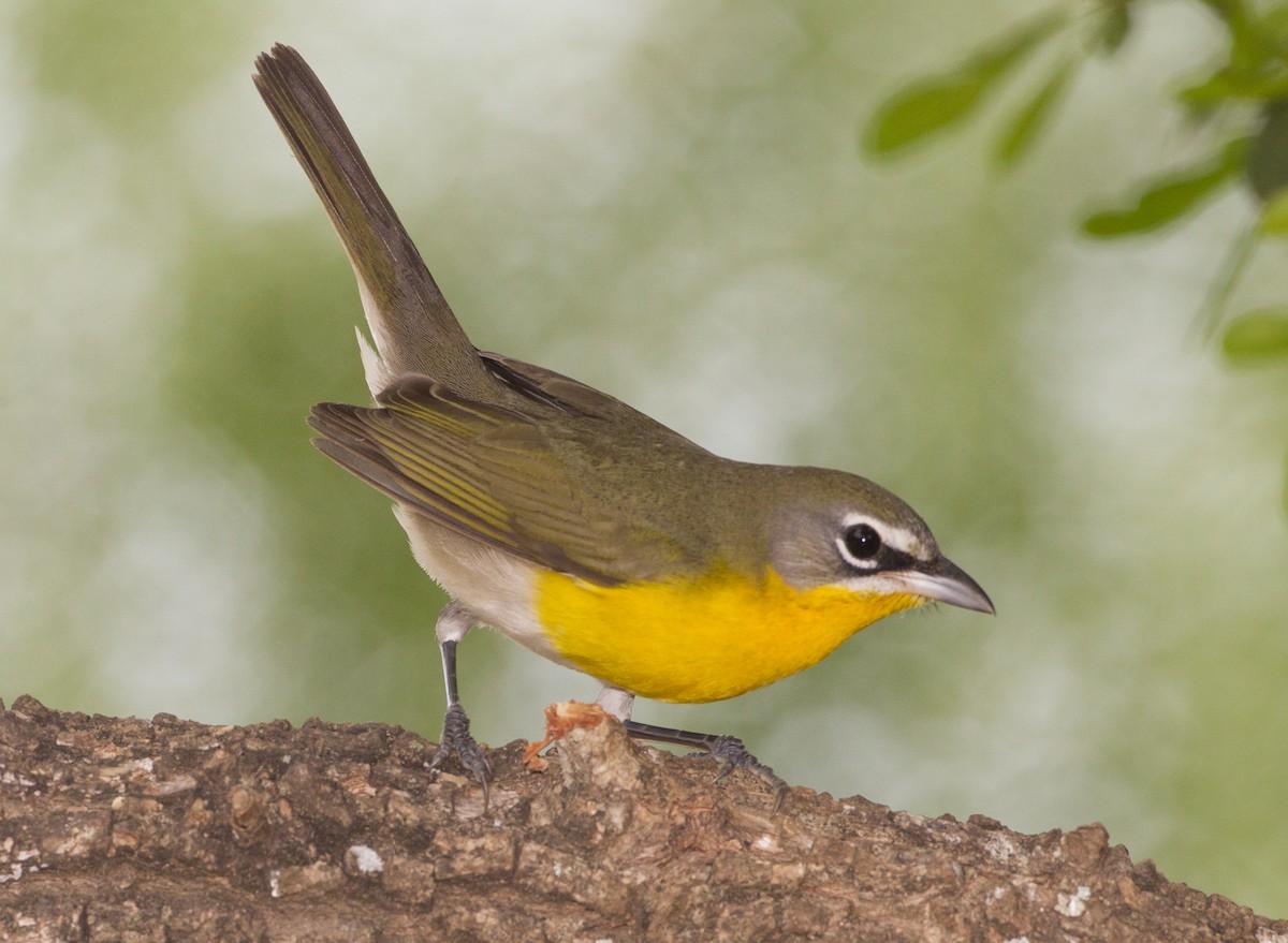 Yellow-breasted Chat - Jeffrey Moore