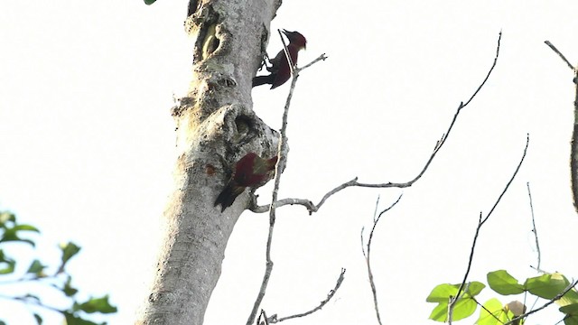 Banded Woodpecker - ML479725