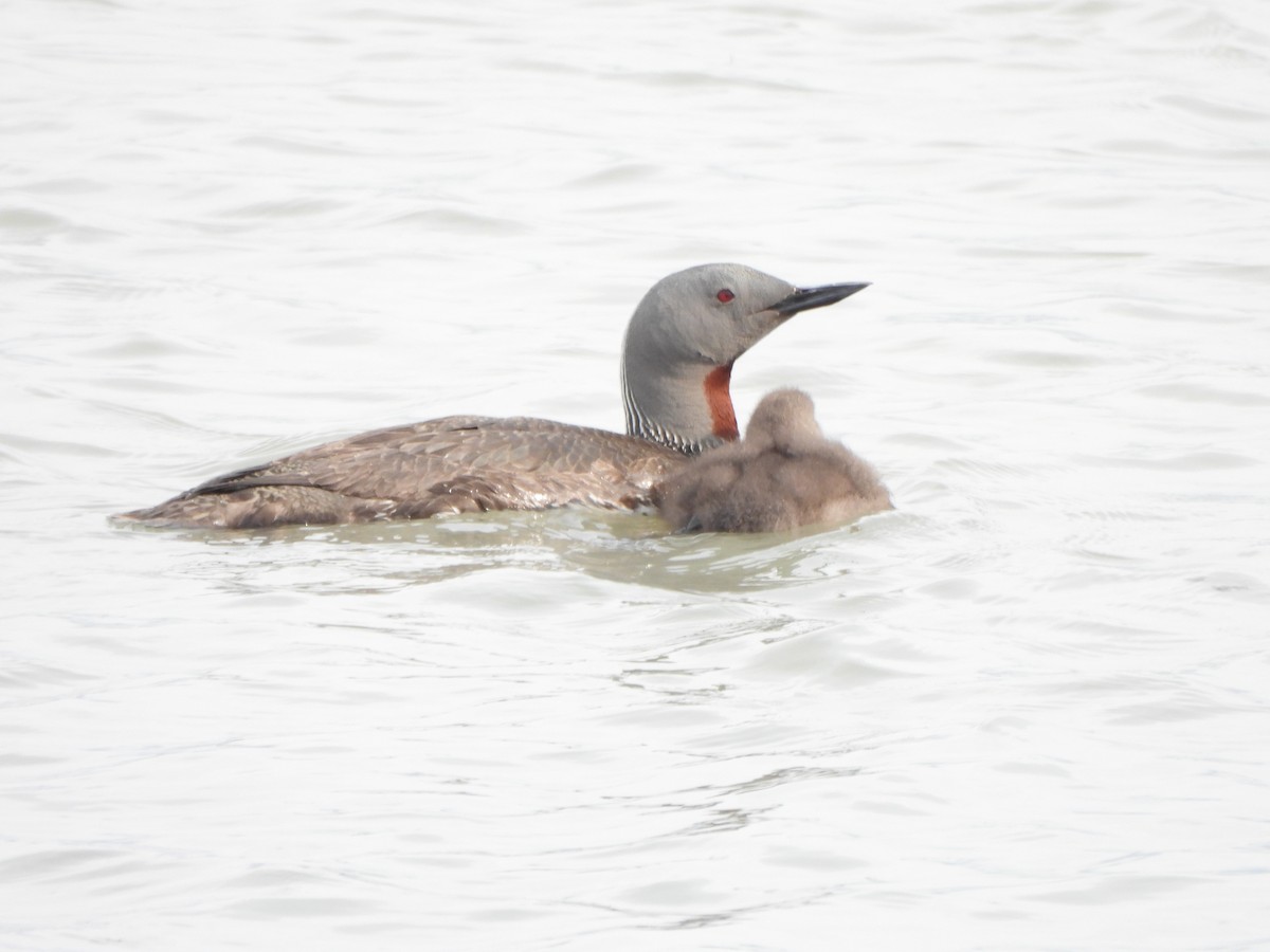 Red-throated Loon - ML479725181