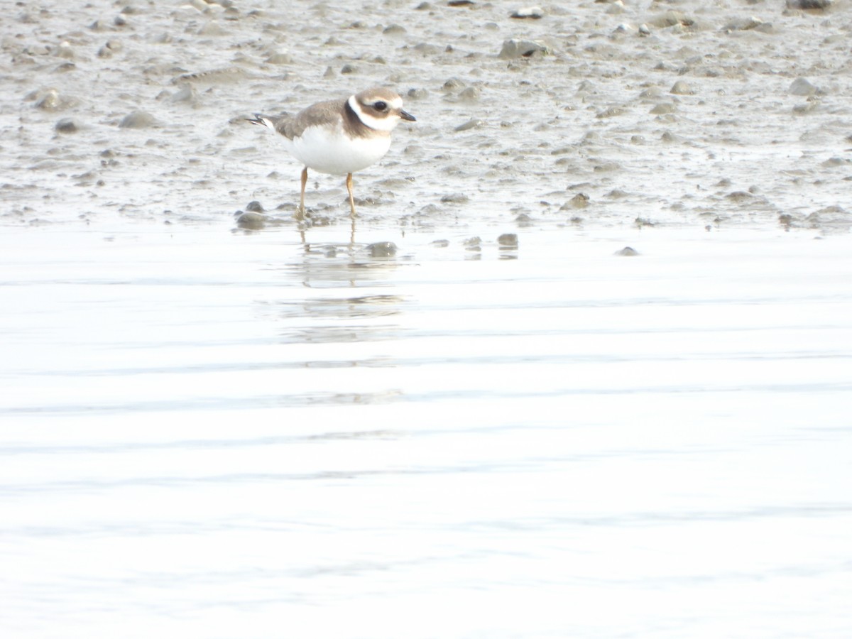 Common Ringed Plover - ML479725361