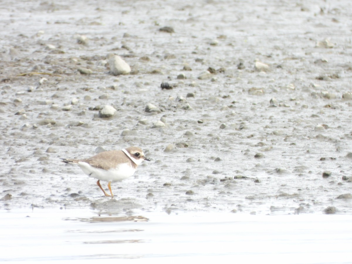 Common Ringed Plover - ML479725441