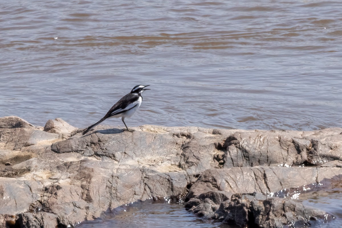 African Pied Wagtail - ML479725601