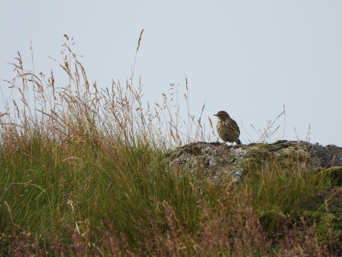 Meadow Pipit - ML479725731