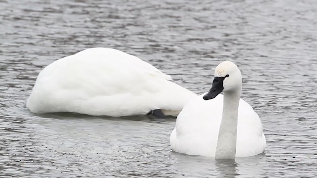  - Tundra Swan (Whistling)