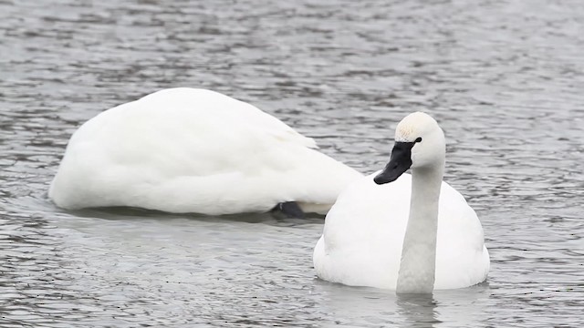 Tundra Swan (Whistling) - ML479730