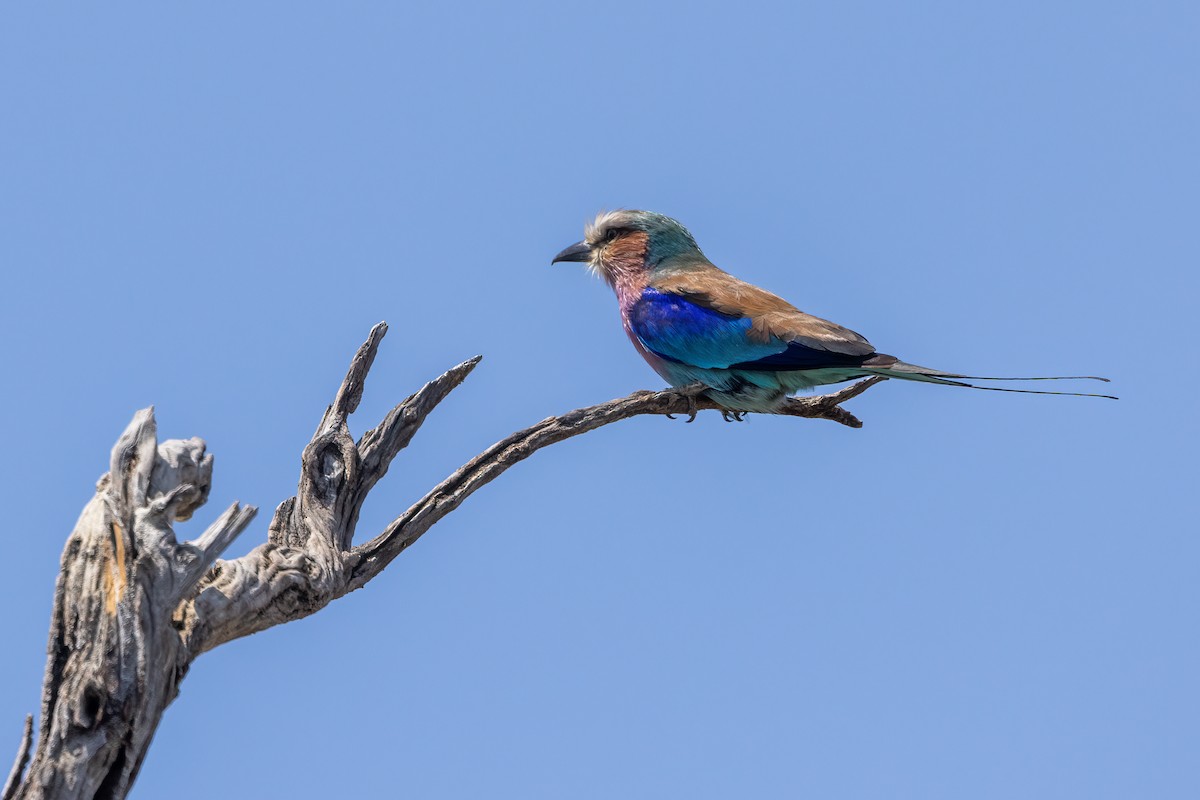 Lilac-breasted Roller - ML479730441
