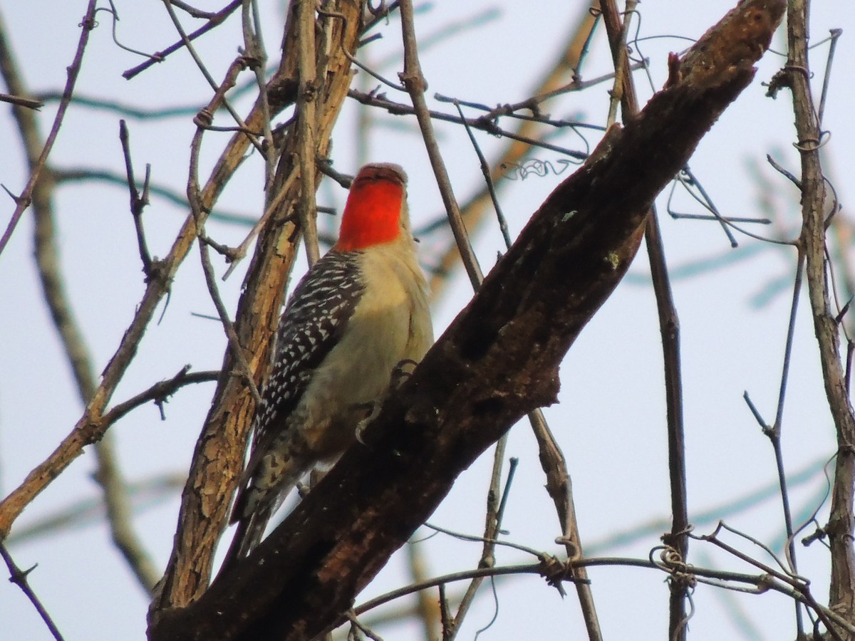Red-bellied Woodpecker - David Rudder