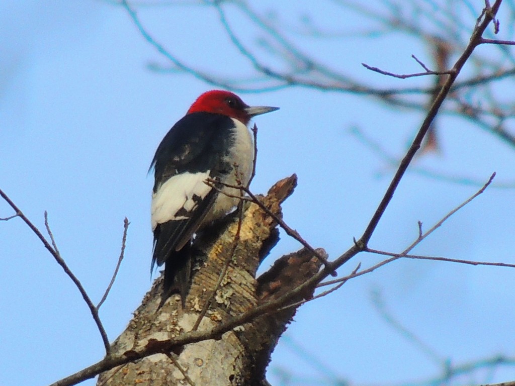 Red-headed Woodpecker - David Rudder