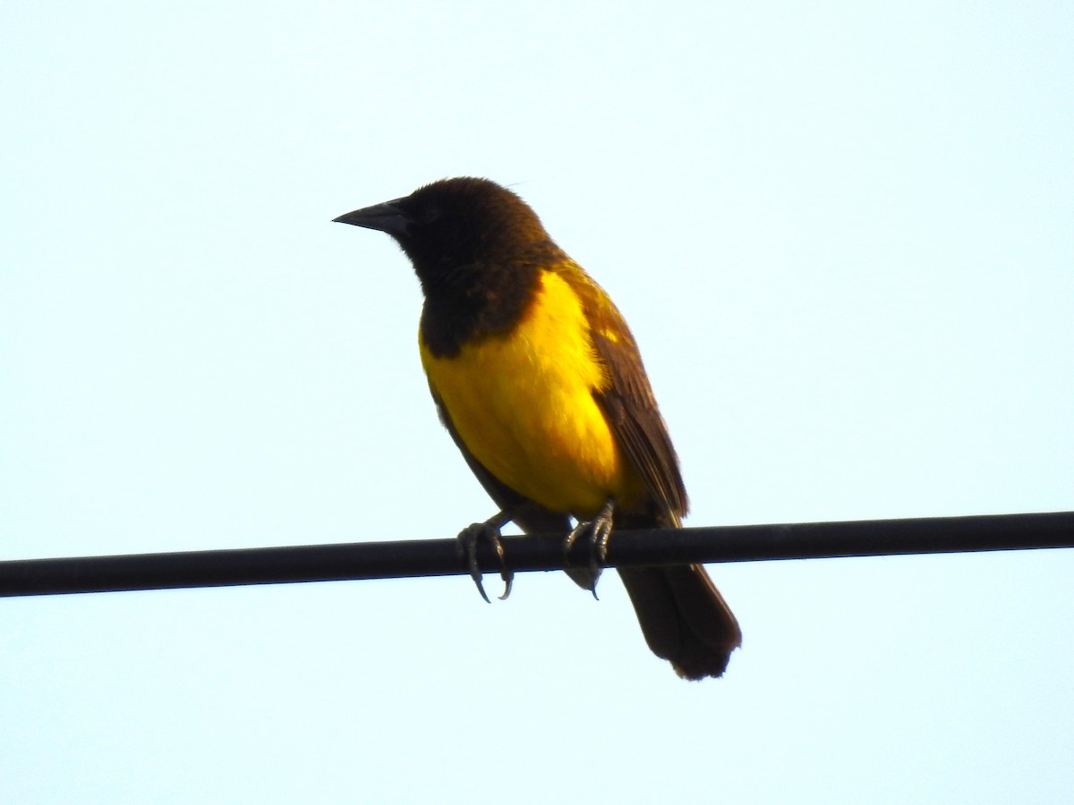 Yellow-rumped Marshbird - ML479740541
