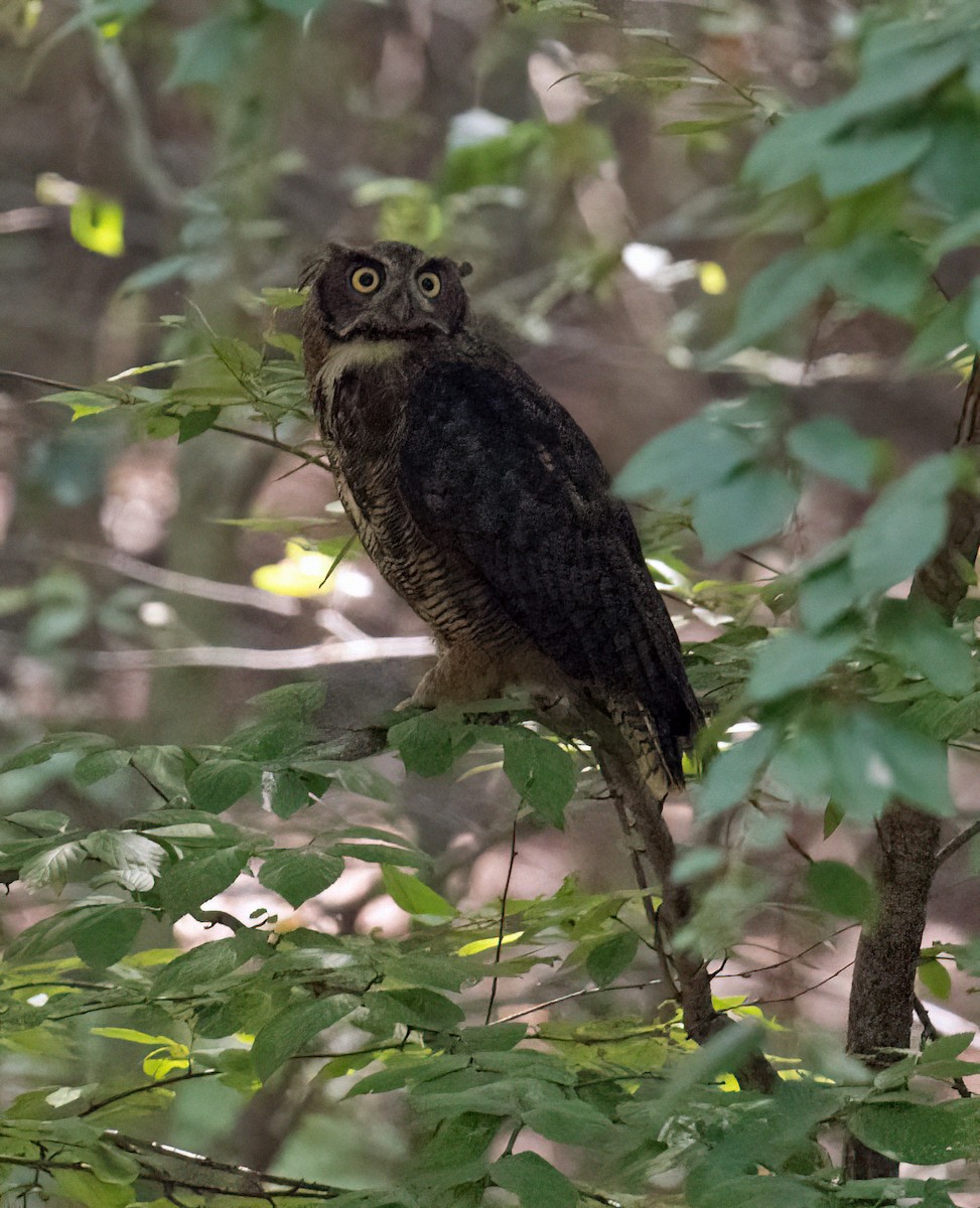 Great Horned Owl - ML479745101