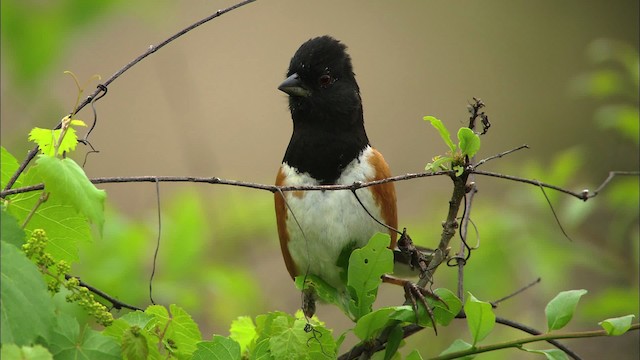 Spotted Towhee - ML479746