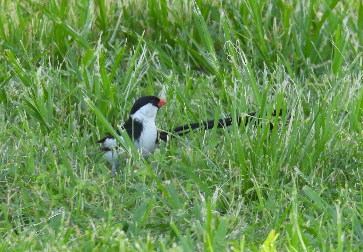 Pin-tailed Whydah - ML479746971