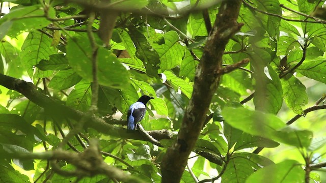Asian Fairy-bluebird - ML479749