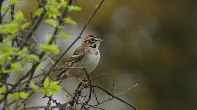  - Lark Sparrow