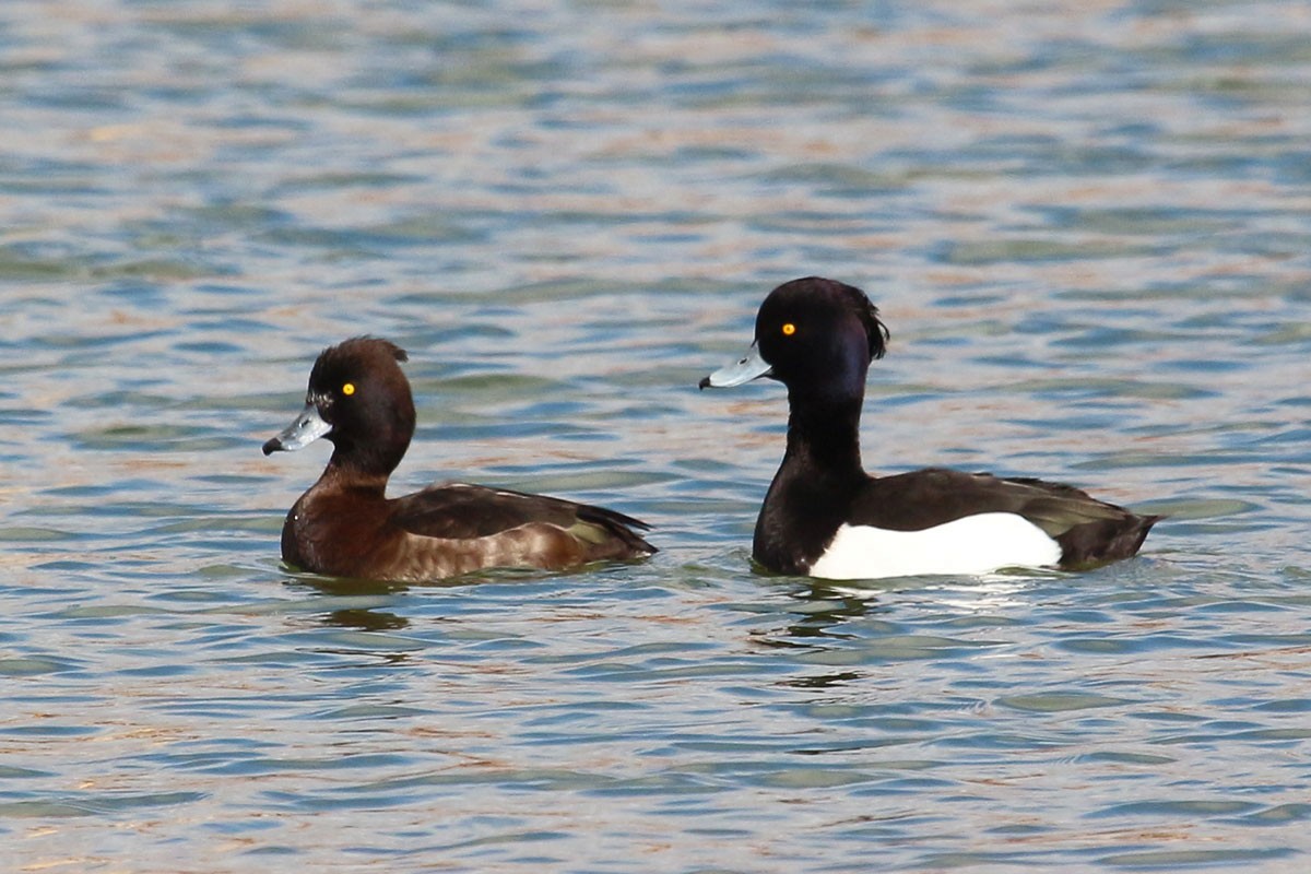 Tufted Duck - ML47975261