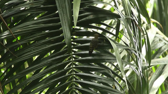 Дятел-коротун смугастокрилий - ML479755