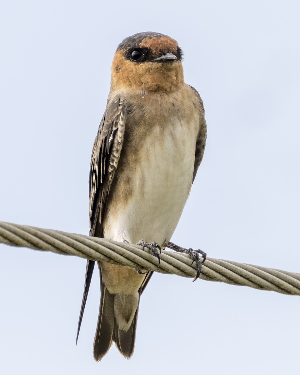 Cave Swallow - Anonymous