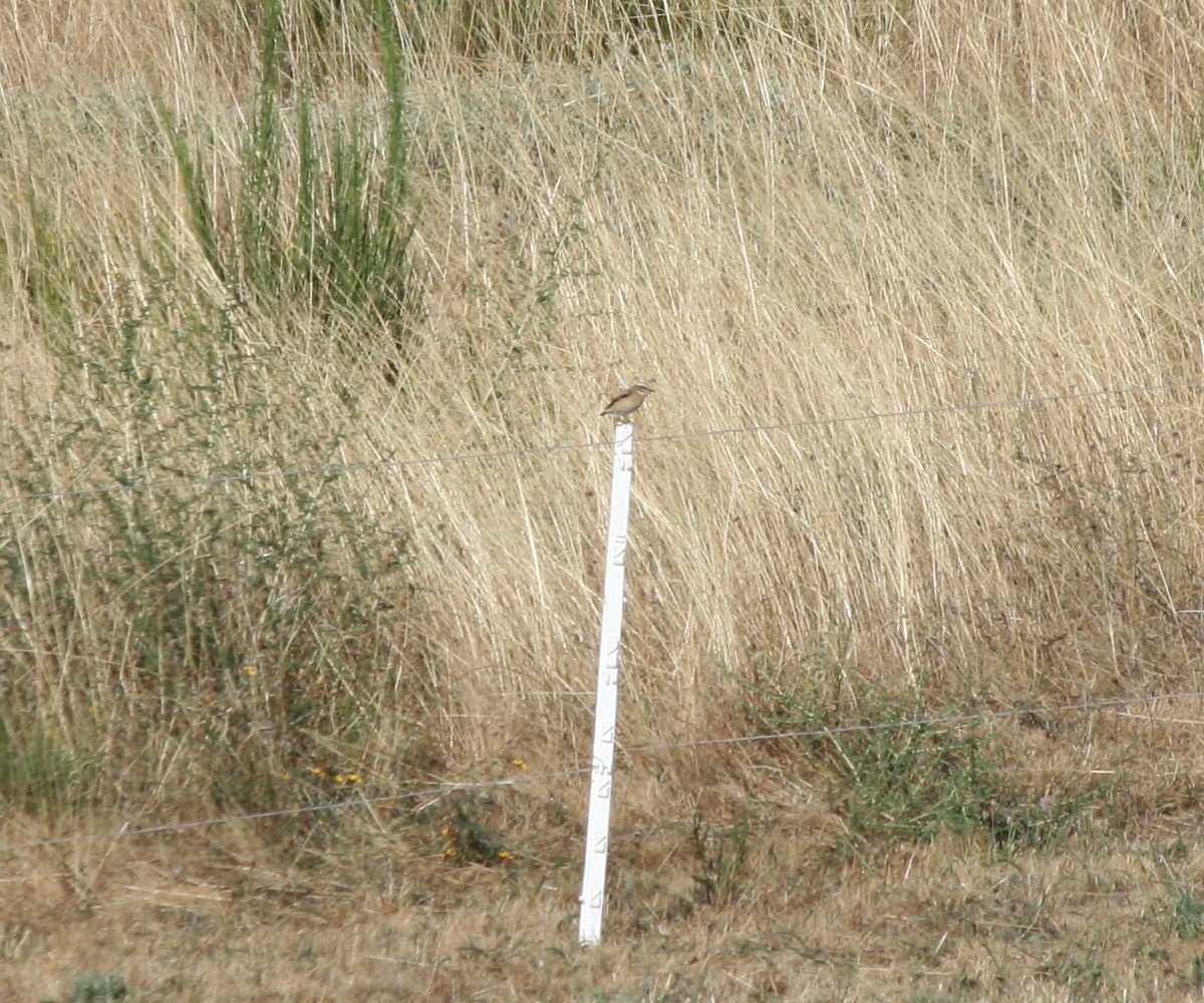 Whinchat - ML479758361