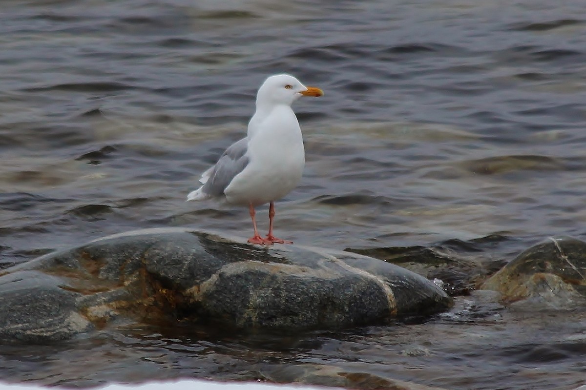 Glaucous Gull - ML479761221