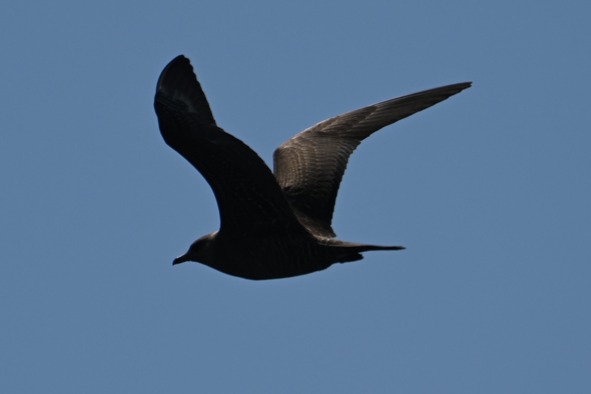 Long-tailed Jaeger - ML479763551