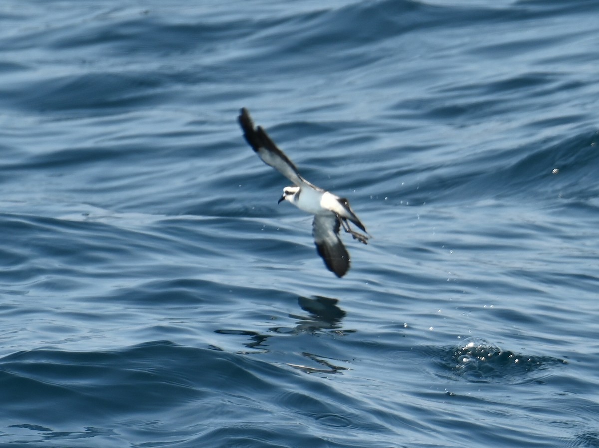 White-faced Storm-Petrel - ML479764271