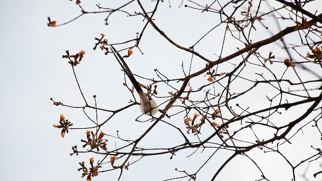 Fork-tailed Flycatcher (savana) - ML479764631