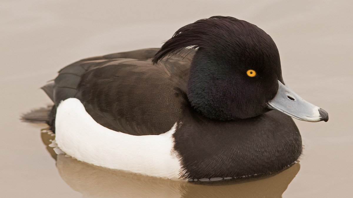 Tufted Duck - ML47976491