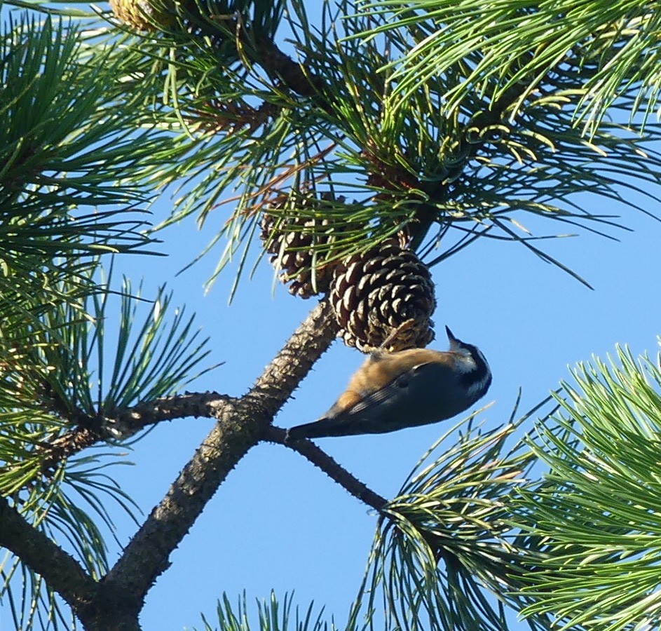 eBird Checklist - 27 Aug 2022 - Mohonk Preserve Hawk Watch - 23 species