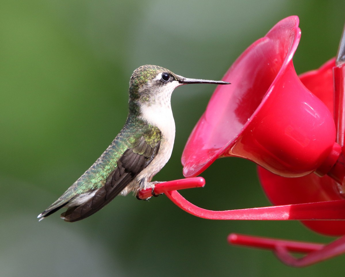Ruby-throated Hummingbird - ML479769531