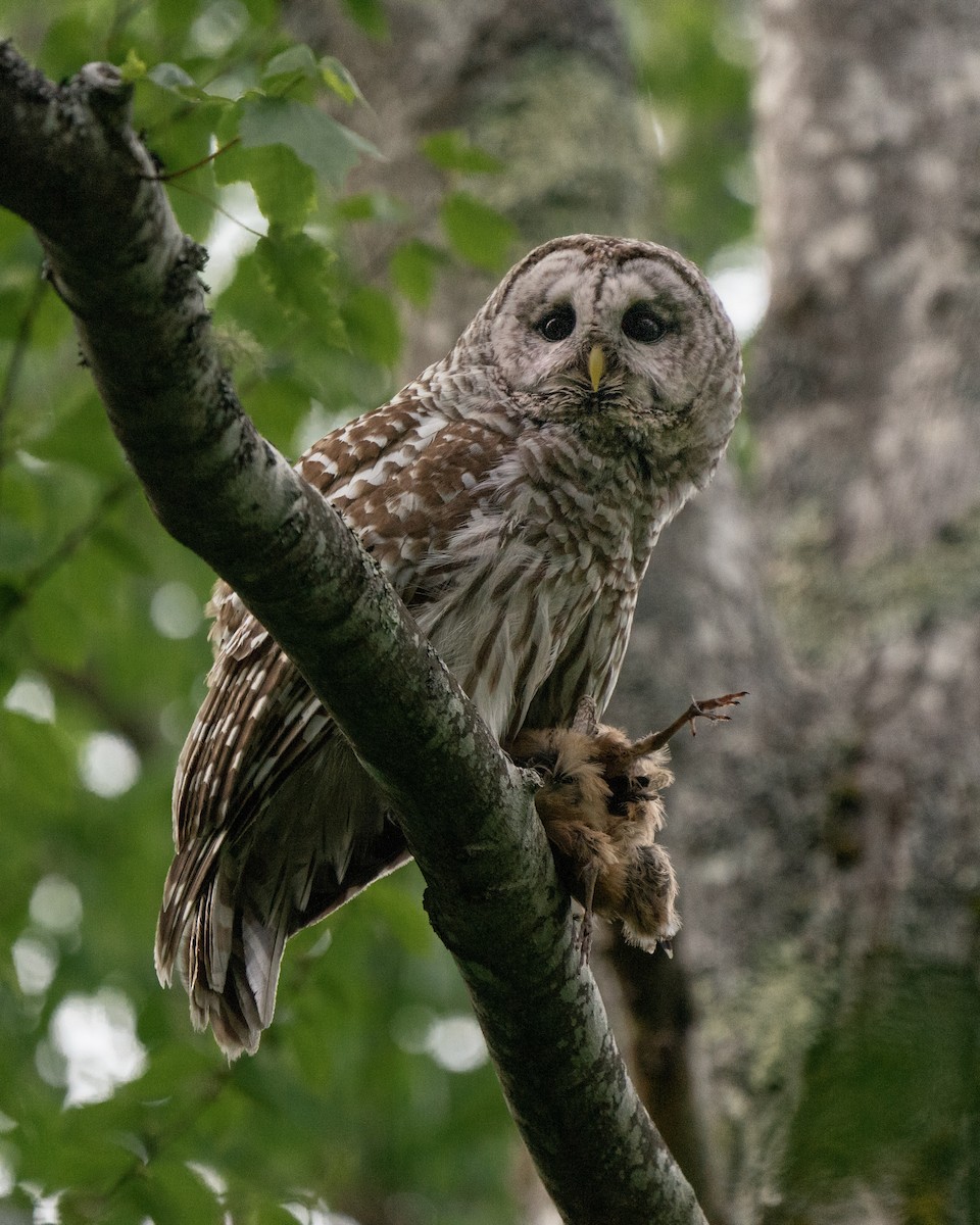 Barred Owl - ML479775251