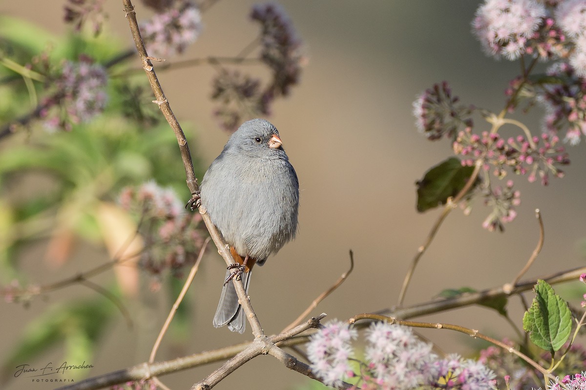 Plain-colored Seedeater - ML479775951