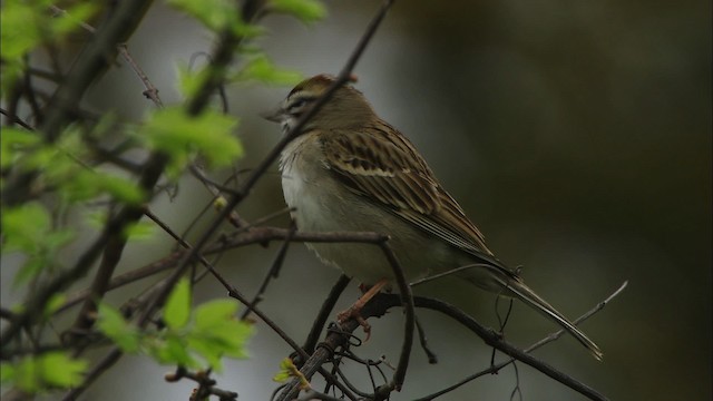 Lark Sparrow - ML479776
