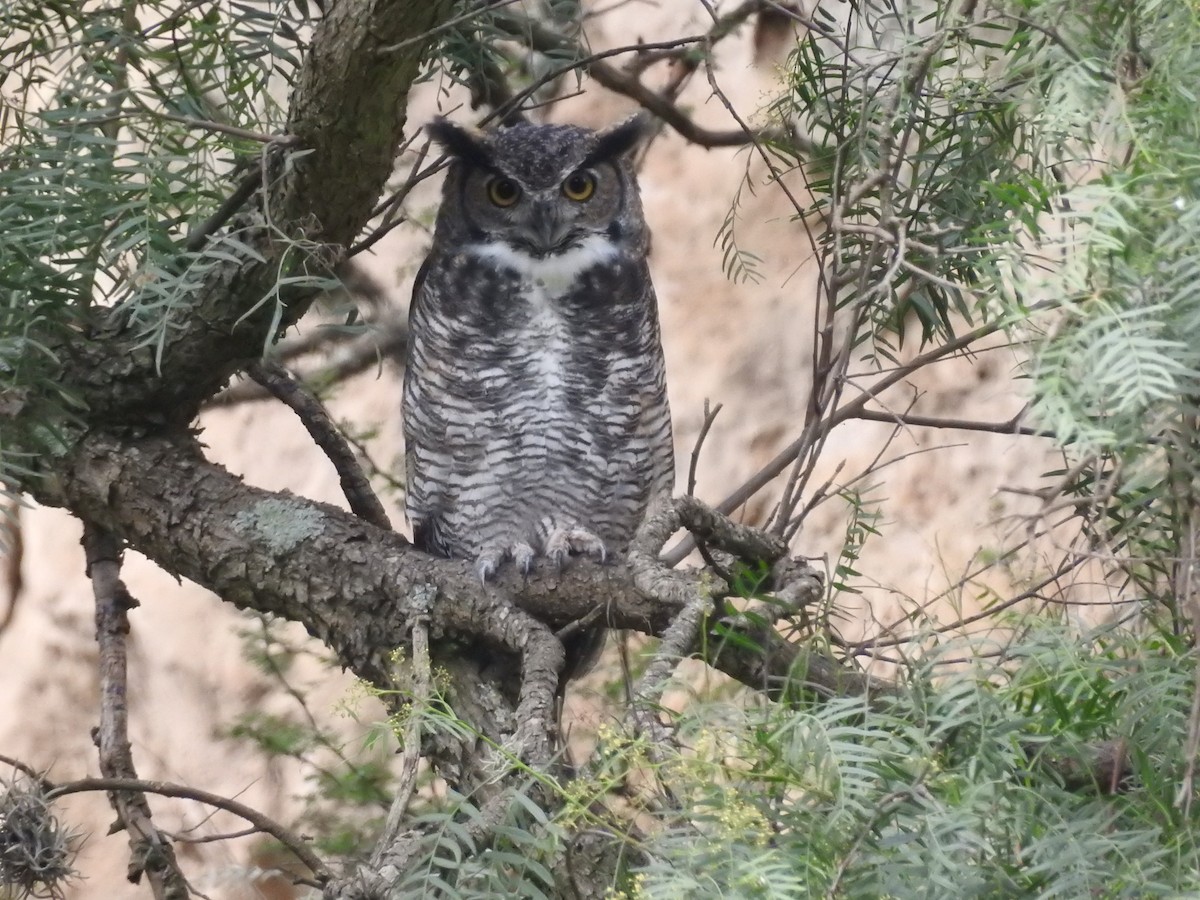 Great Horned Owl - ML479777101