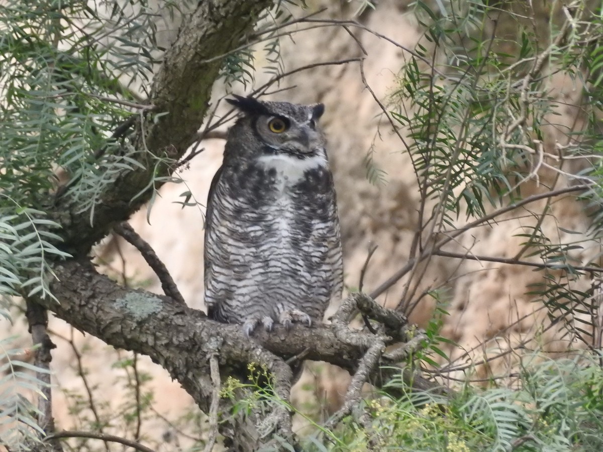 Great Horned Owl - ML479777111