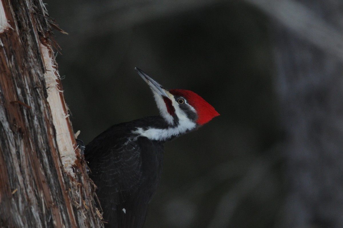Pileated Woodpecker - Bernard Desmeules