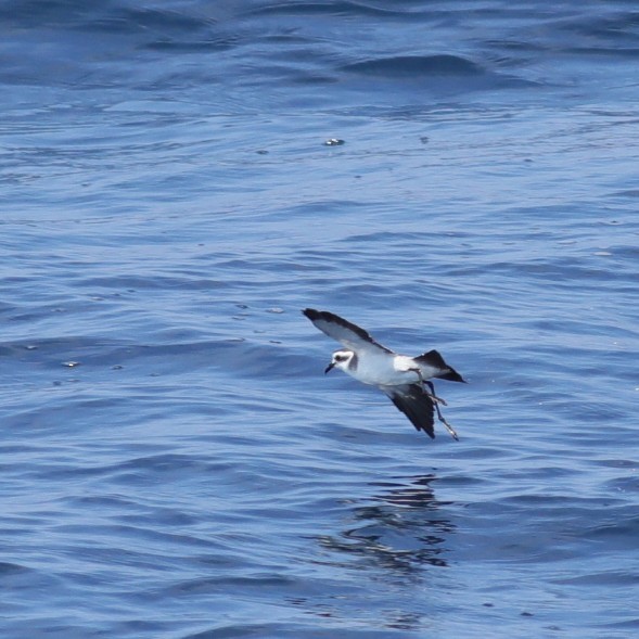 White-faced Storm-Petrel - ML479778611
