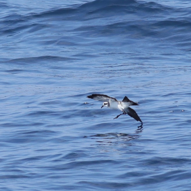 White-faced Storm-Petrel - ML479778621