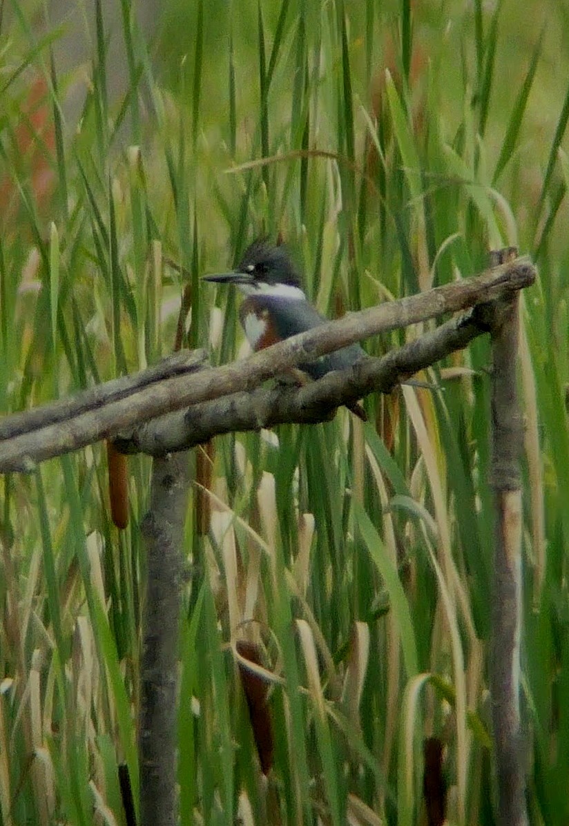 Belted Kingfisher - ML479783281